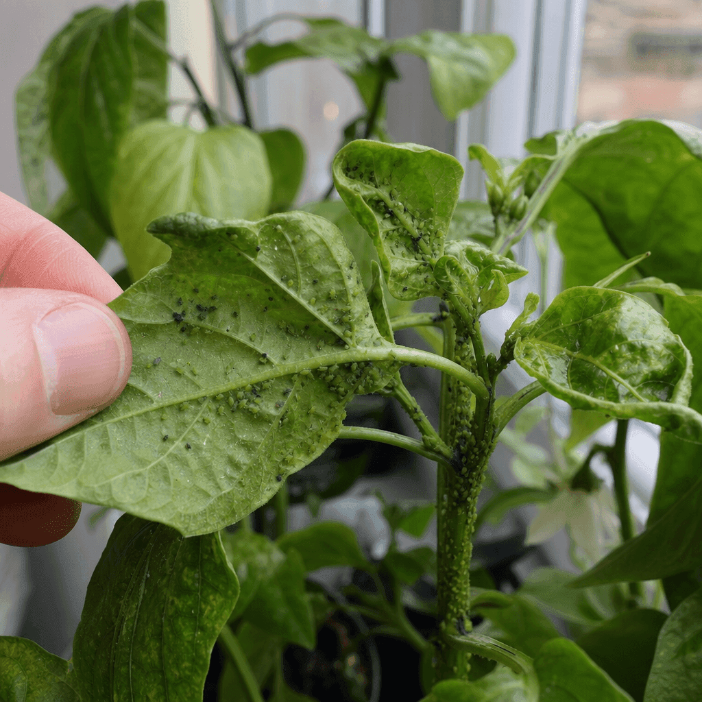 Aphids on pepper plants — most likely causes