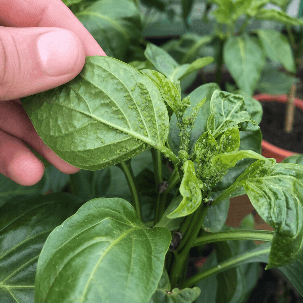 Aphids on pepper plants — UK timing notes