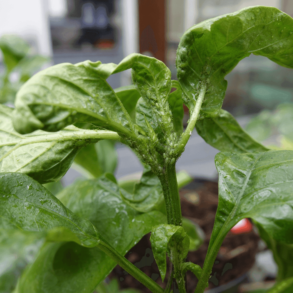 Aphids on pepper plants — what not to do