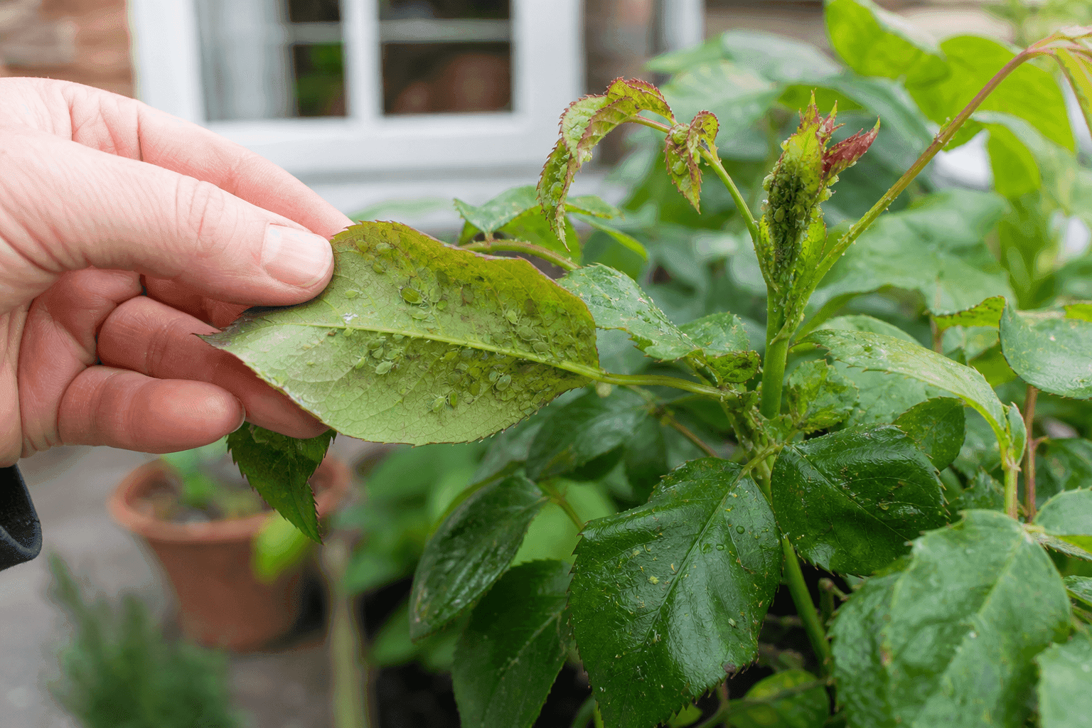Aphids on plants