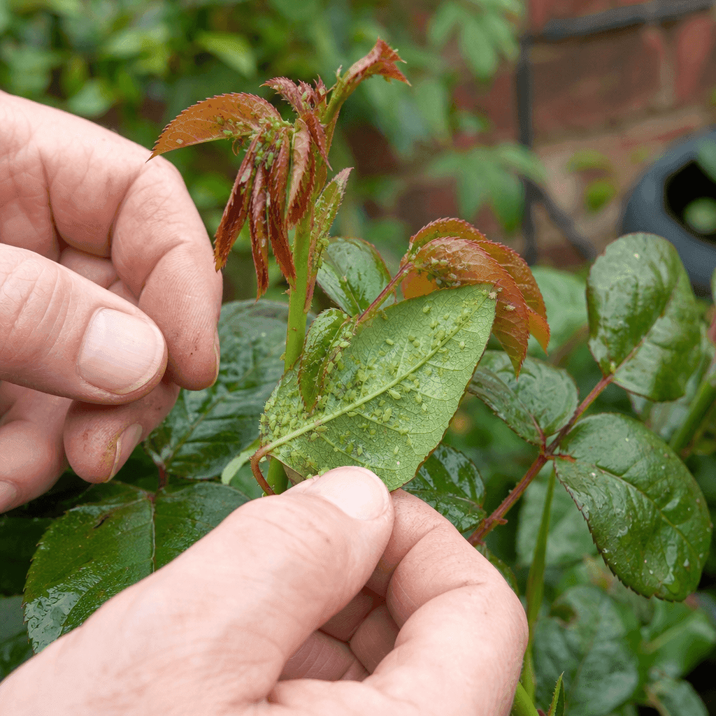 Aphids on plants — quick diagnosis chart