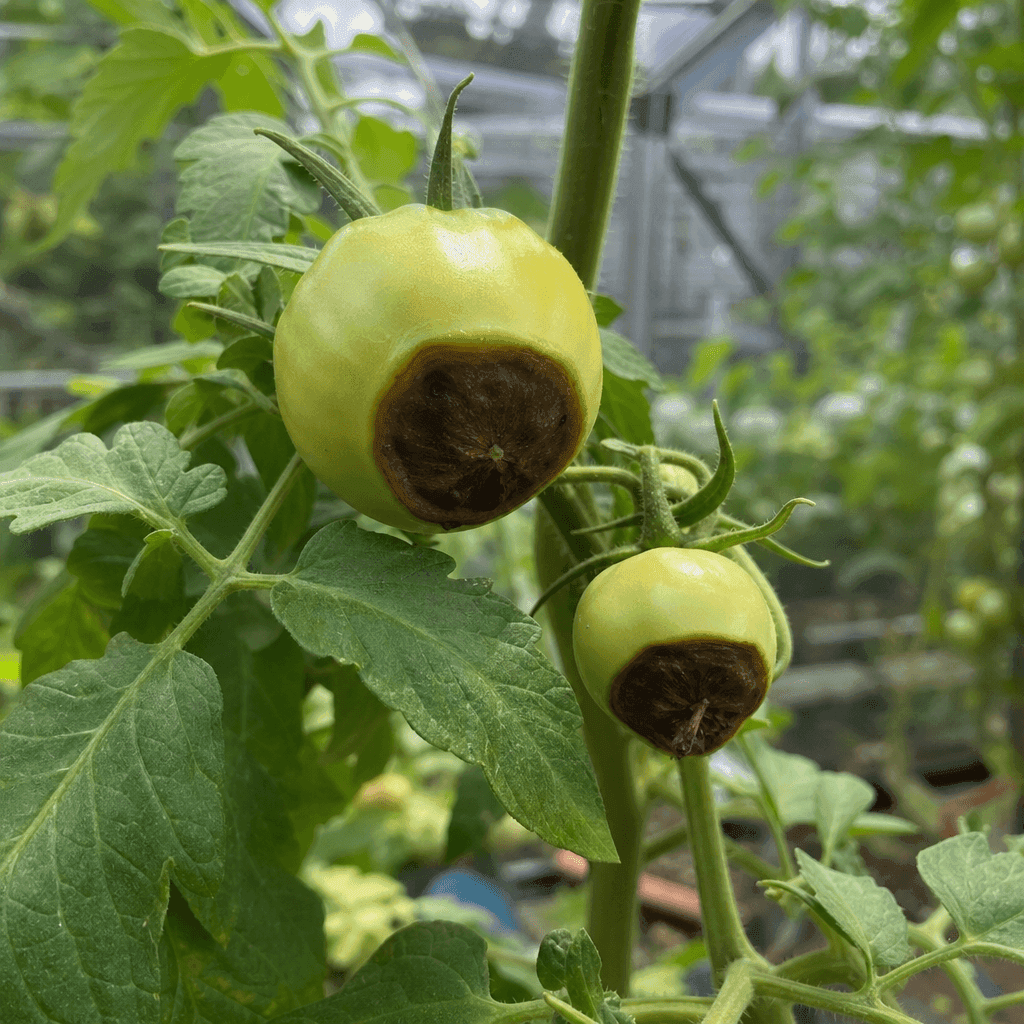 Blossom end rot on tomato plants — UK timing notes