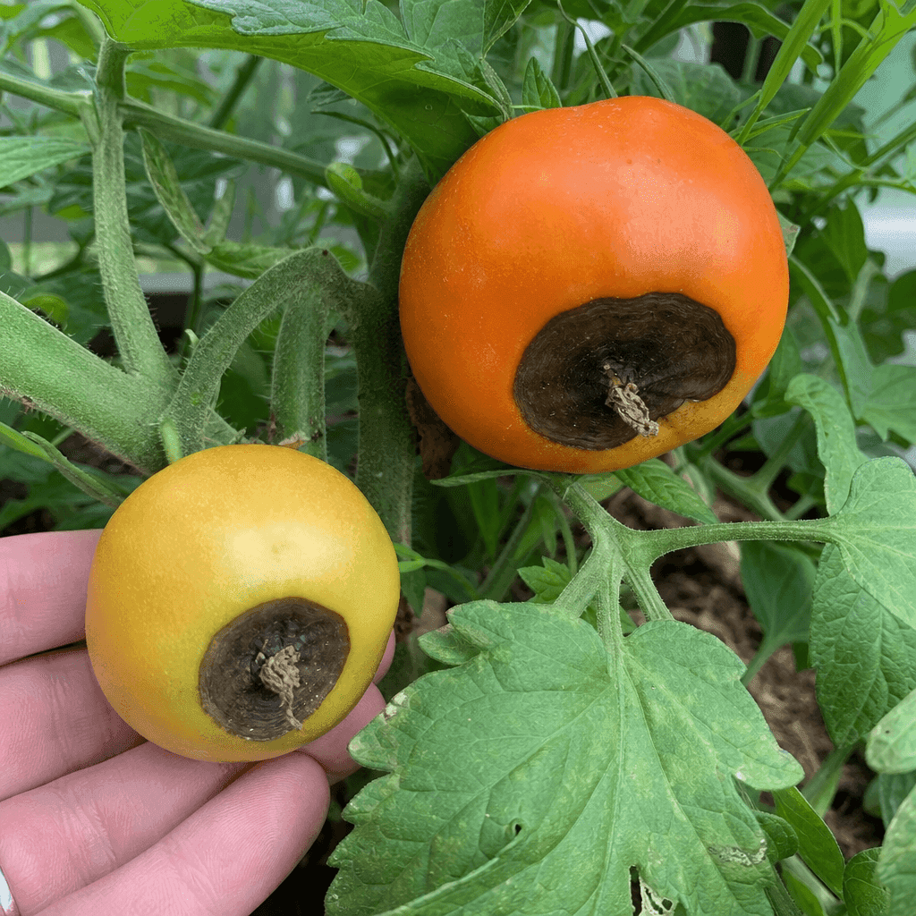 Blossom end rot on tomato plants — what not to do