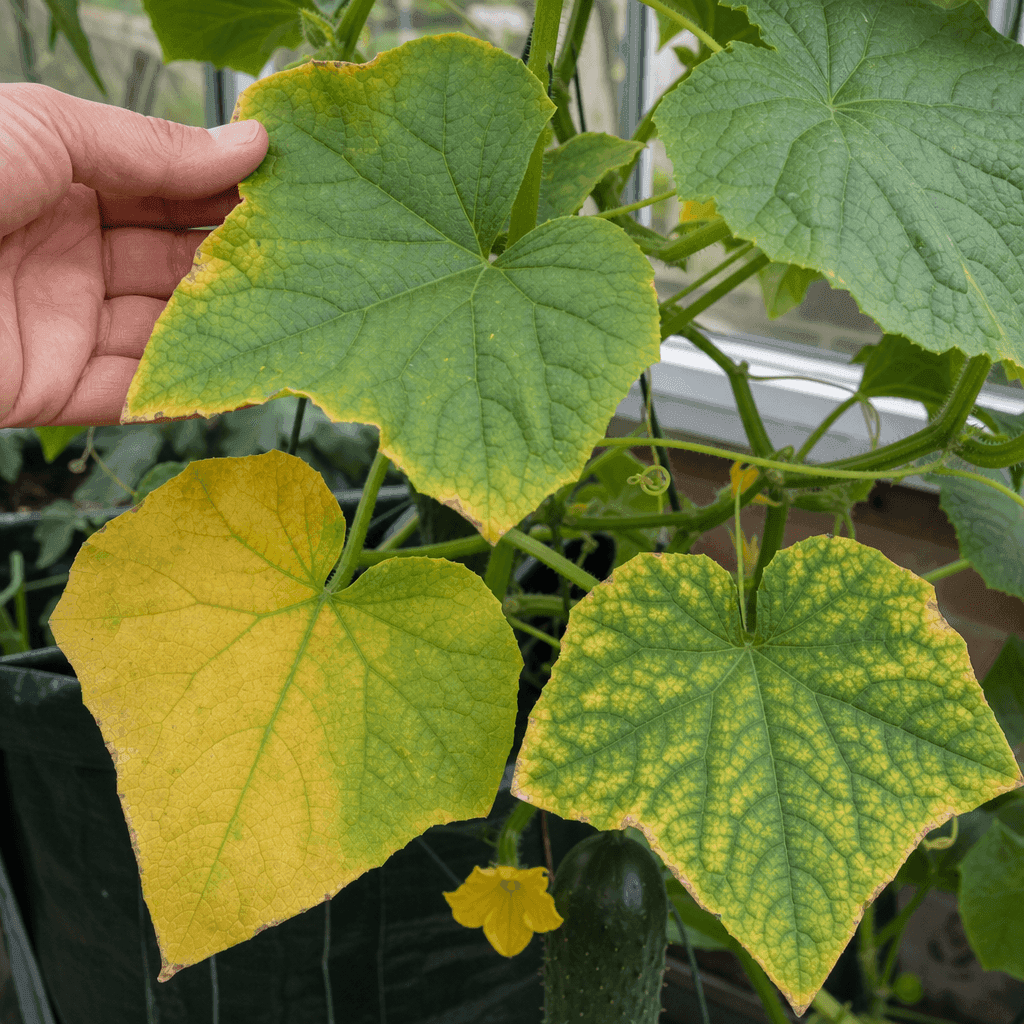 Cucumber yellow leaves — most likely causes