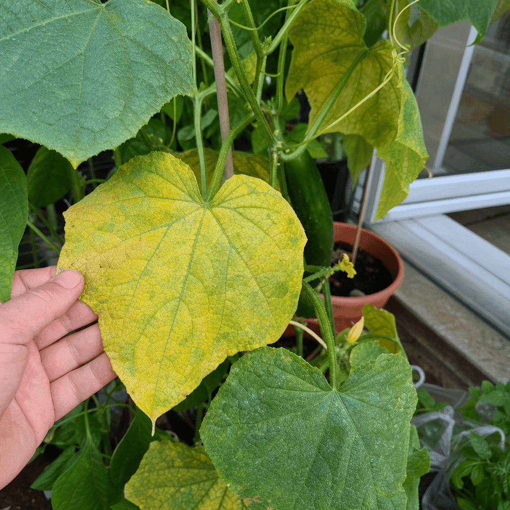Cucumber yellow leaves — UK timing notes