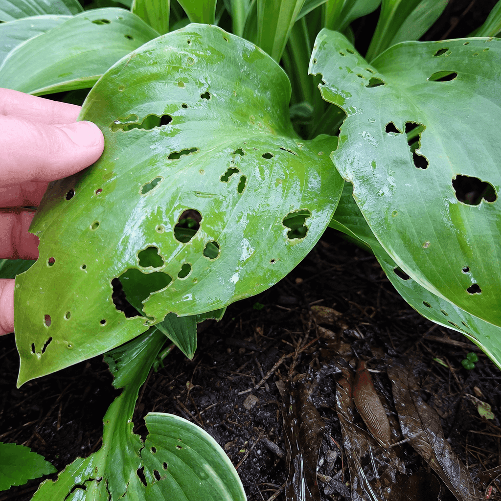How to stop slugs eating plants — most likely causes