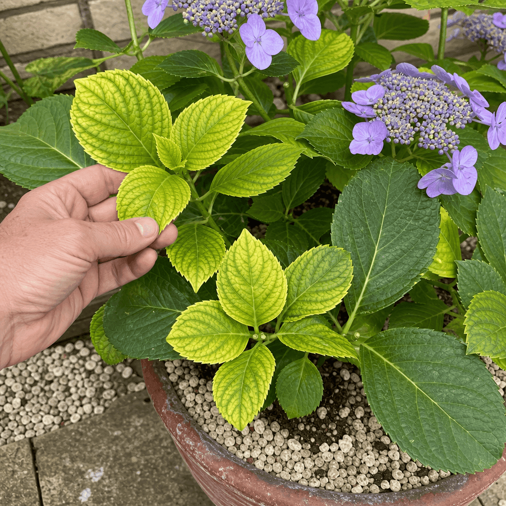 Hydrangea yellow leaves: Iron chlorosis and alkaline soil