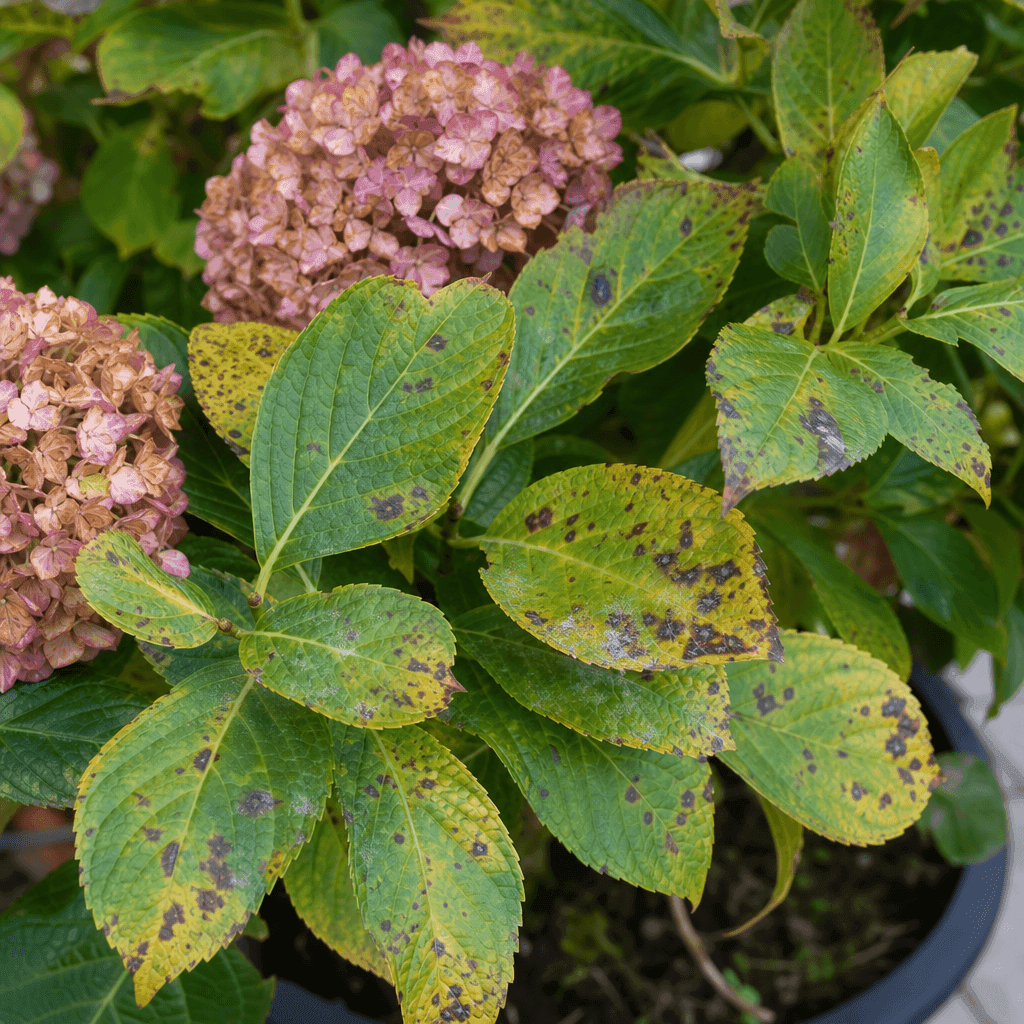Hydrangea yellow leaves: Leaf spot, black spots and disease