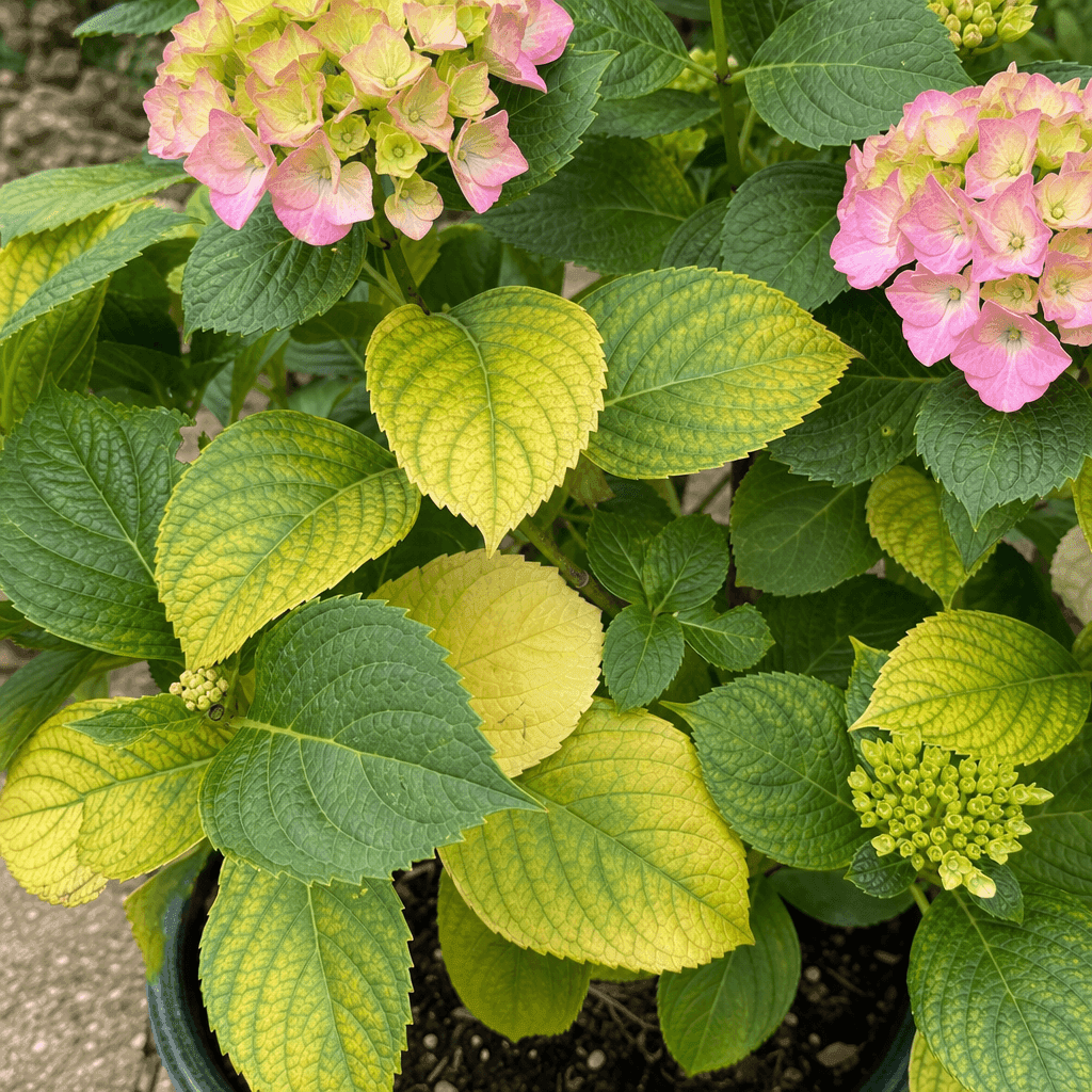 Hydrangea yellow leaves: Nitrogen and magnesium shortages