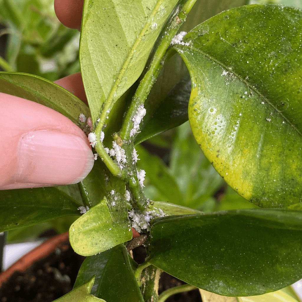 Mealybugs treatment — most likely causes