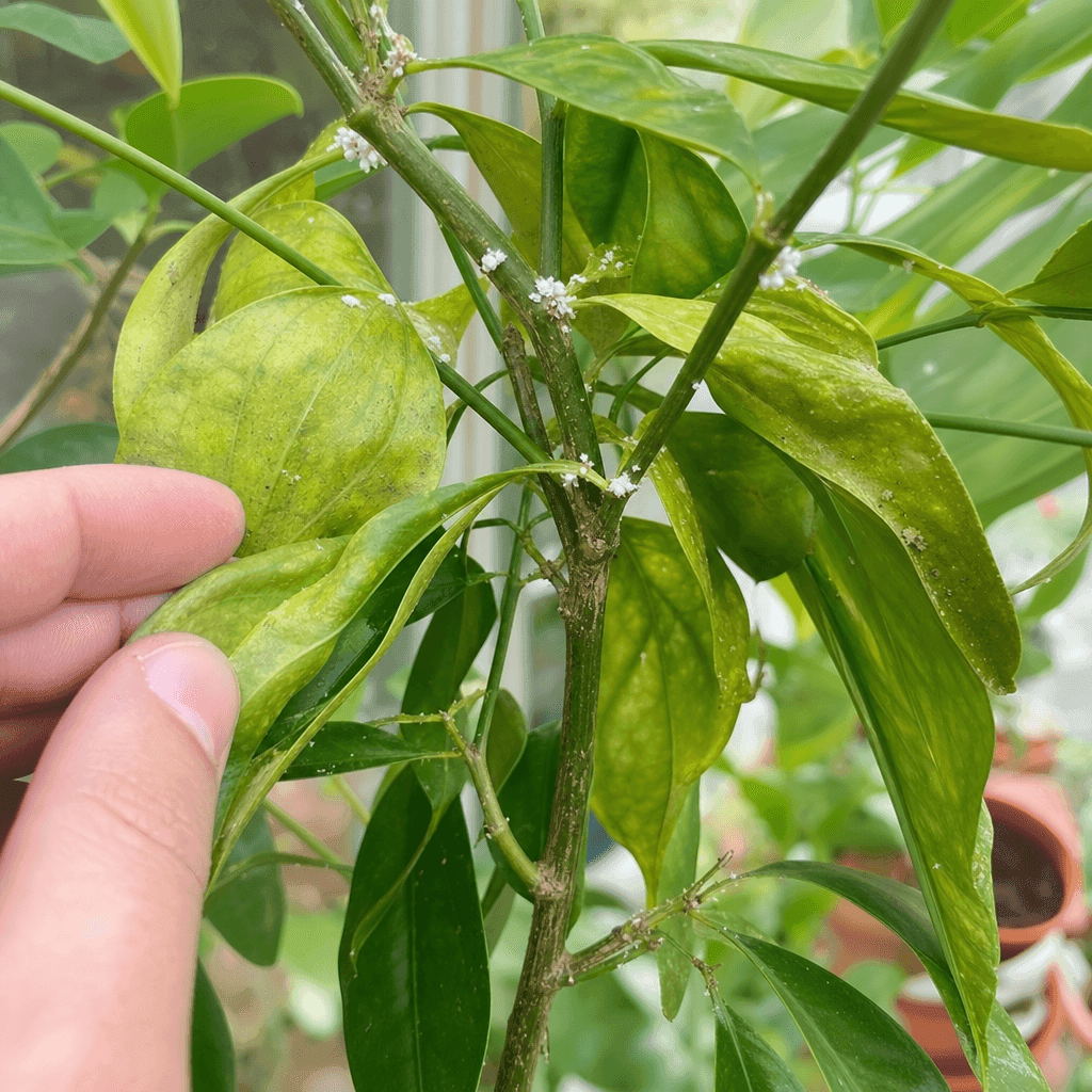 Mealybugs treatment — UK timing notes