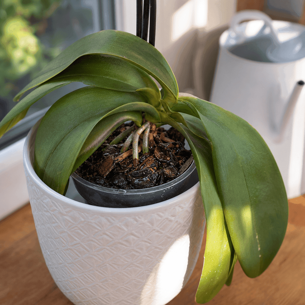 Orchid leaves drooping — what not to do