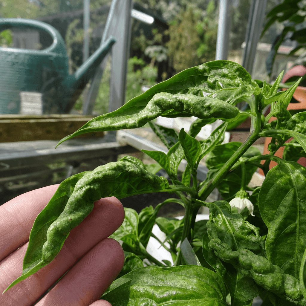 Pepper plant leaves curling — what not to do