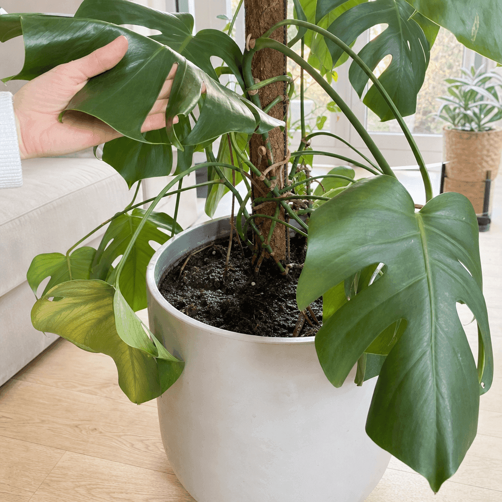 Repotting monstera — what not to do