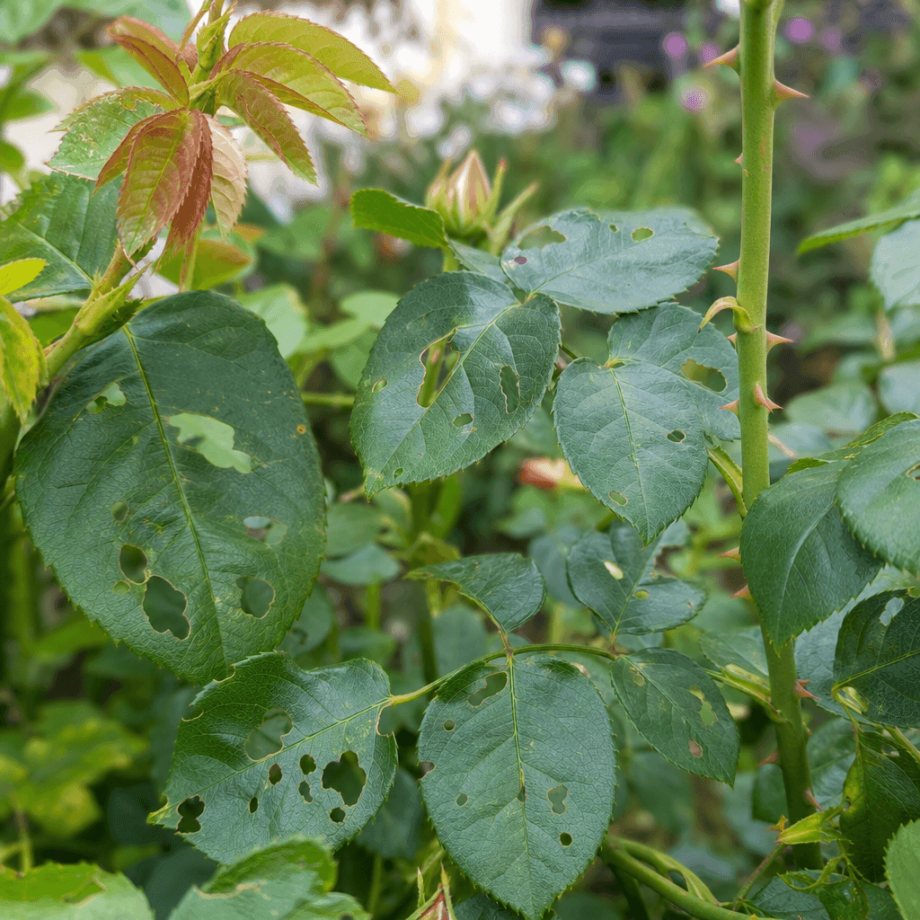 Rose holes in leaves — UK timing notes