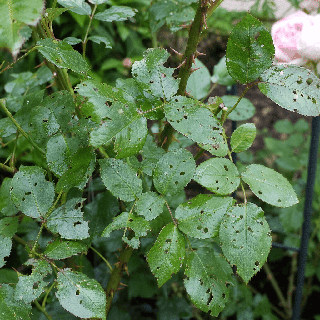 Rose holes in leaves — what not to do