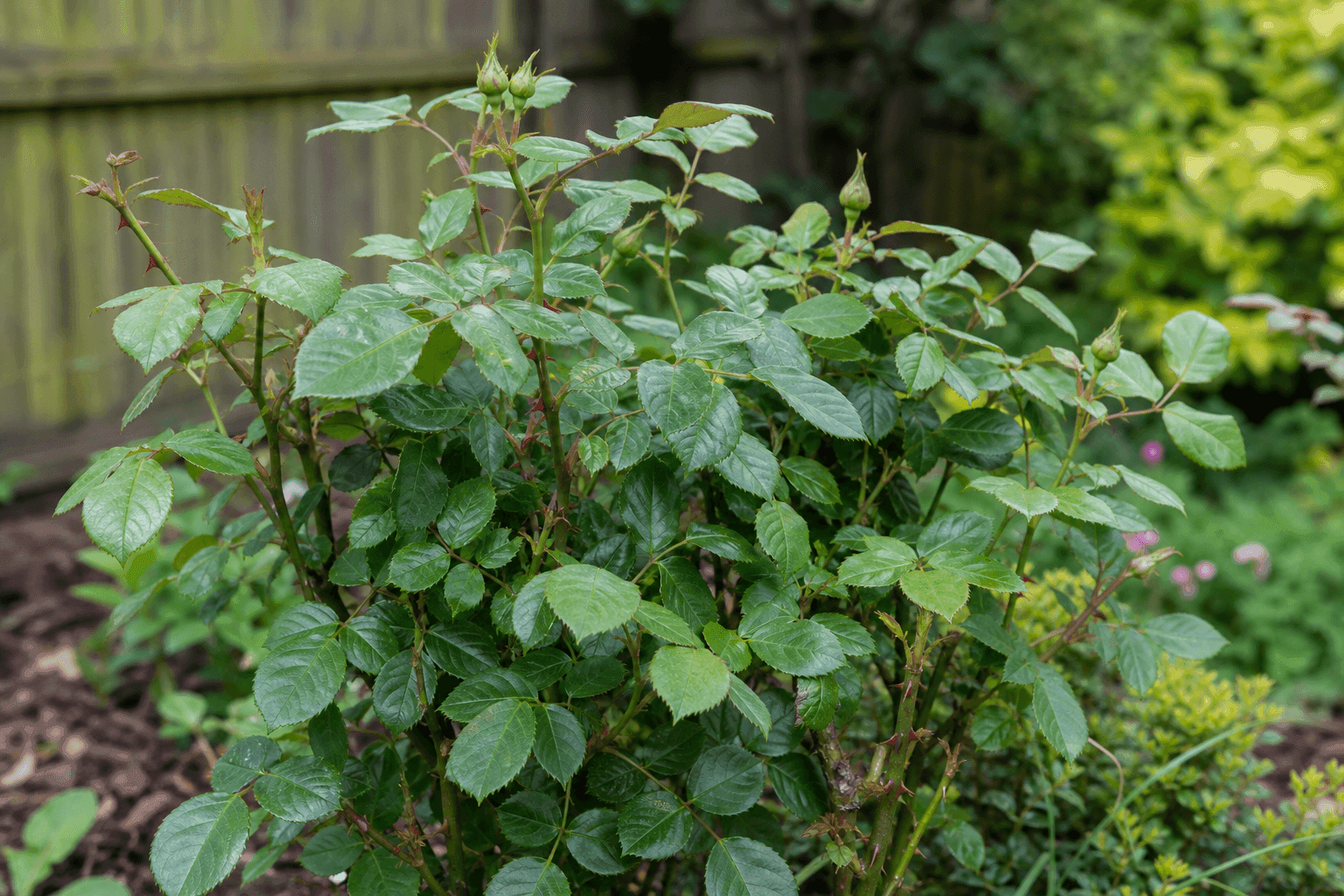 Rose plant not flowering