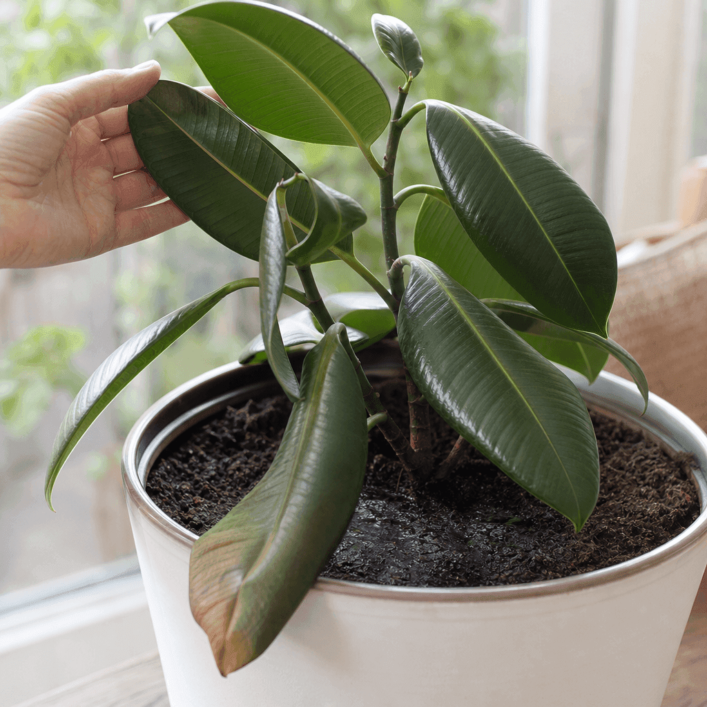 Rubber plant leaves drooping — most likely causes