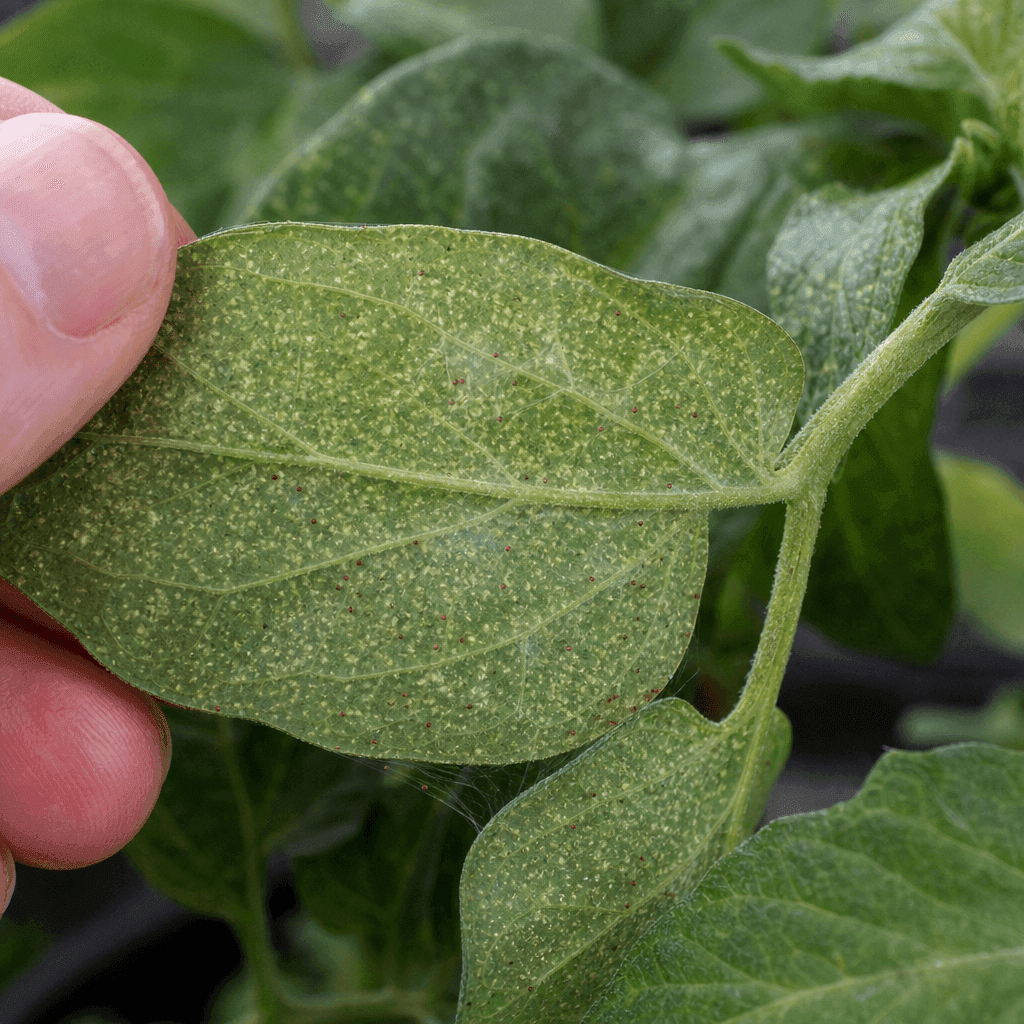 Spider mites on plants — most likely causes