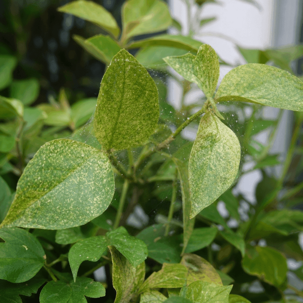 Spider mites on plants — UK timing notes