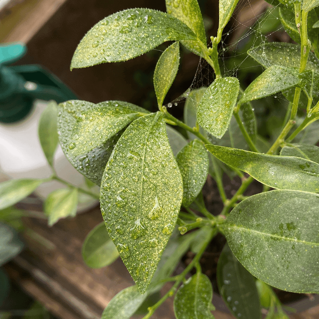 Spider mites on plants — what not to do