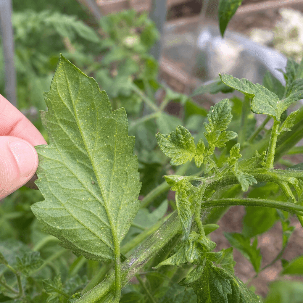 Tomato black spots: Pests that lead to yellowing and spotting