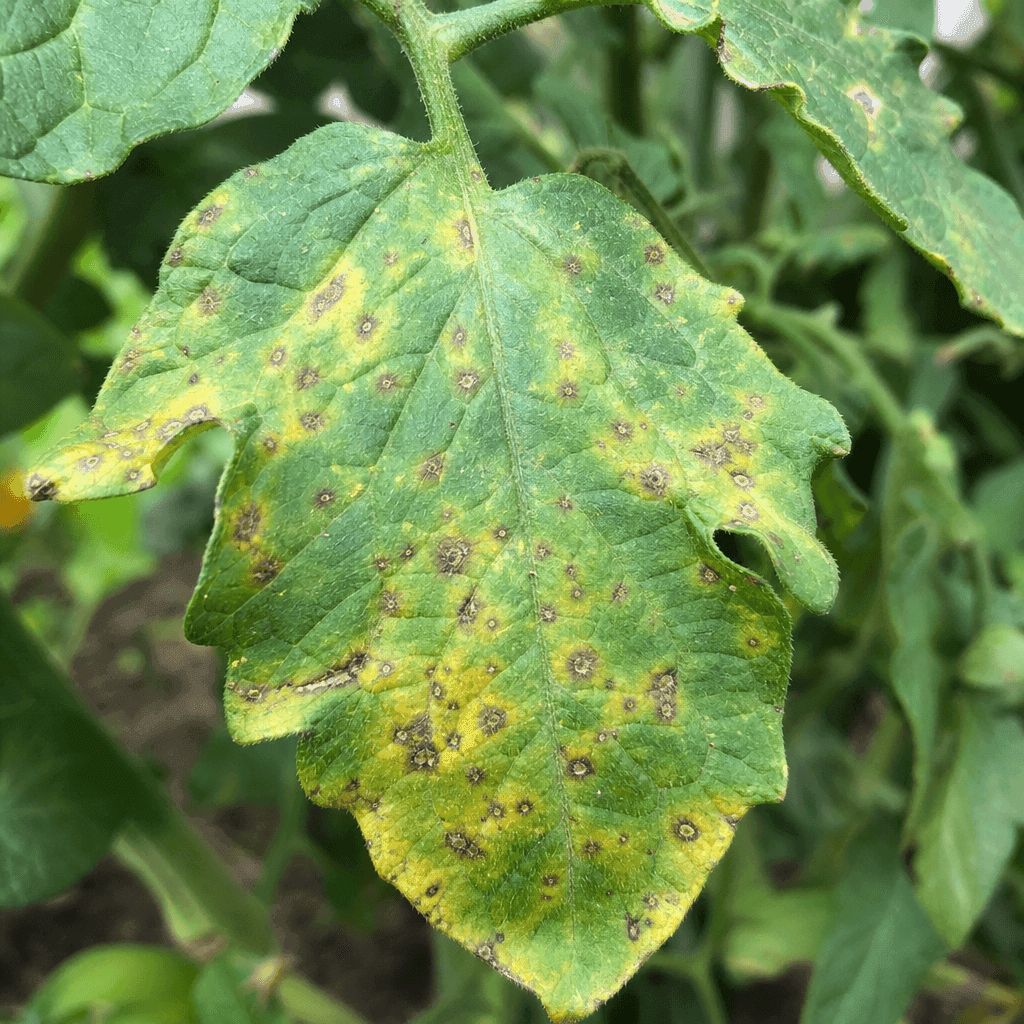 Close-up of a tomato leaf with small dark spots and yellowing around the lesions, similar to Septoria leaf spot.