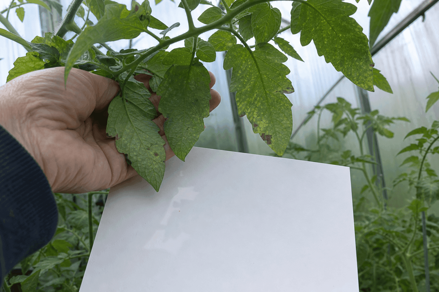 Close view of the underside of tomato leaves being checked for pests, a useful step when tomato leaves are yellowing and spotted.