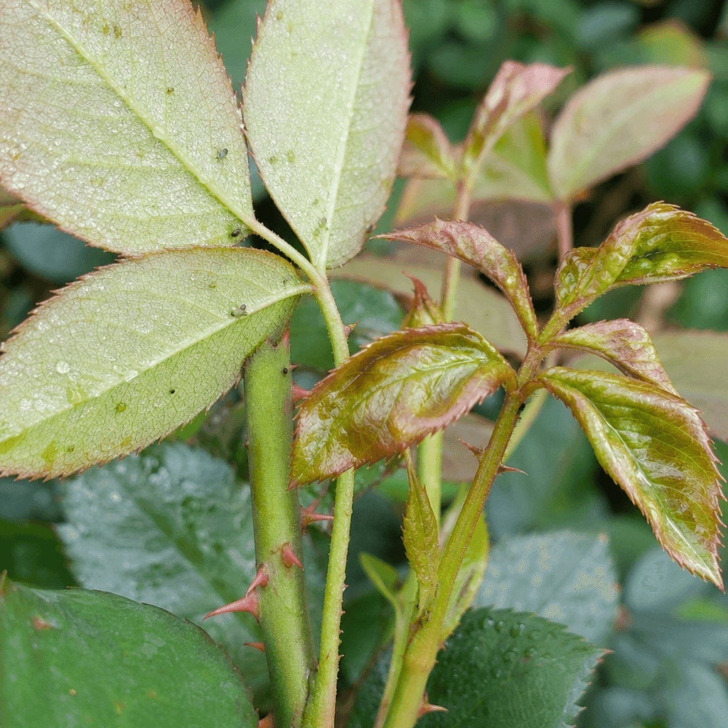 Aphids on roses: Plant stress that makes aphids worse