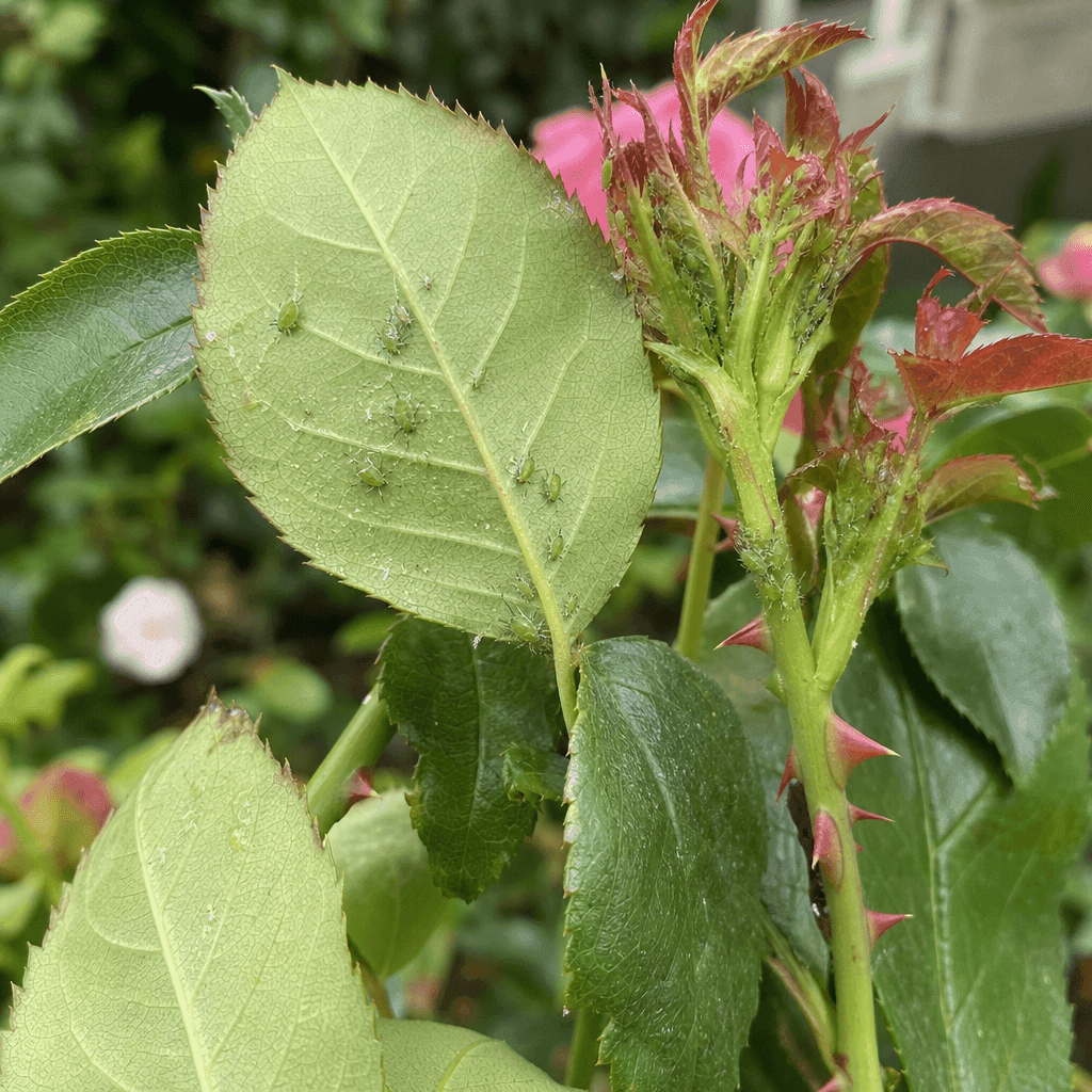 Aphids on roses: Rose aphids, the common spring problem
