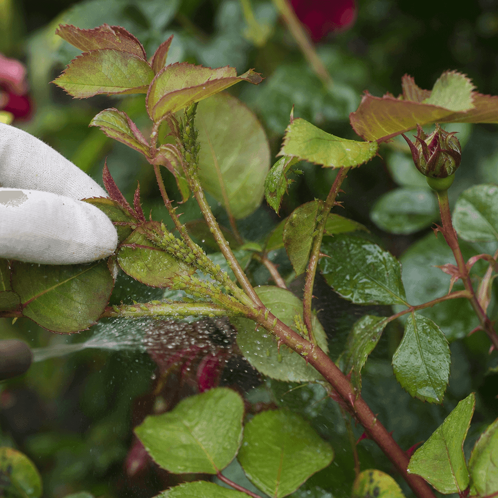 Aphids on roses: Safe control options, from least to most intervention