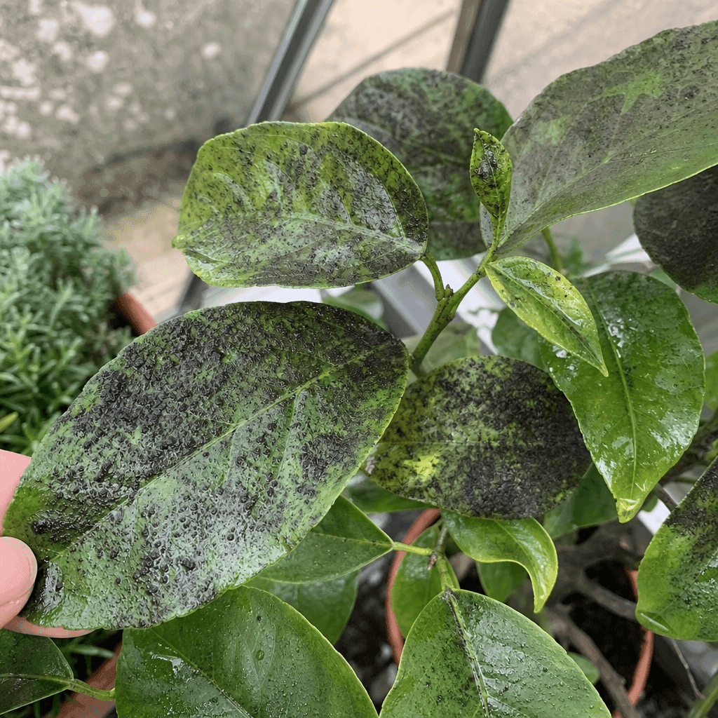 Black mold or mildew — UK timing notes