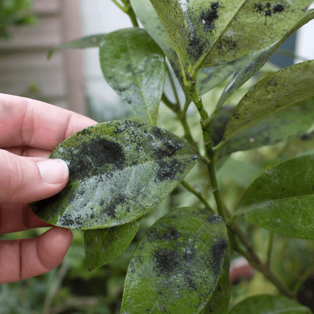 Black mold or mildew — what not to do