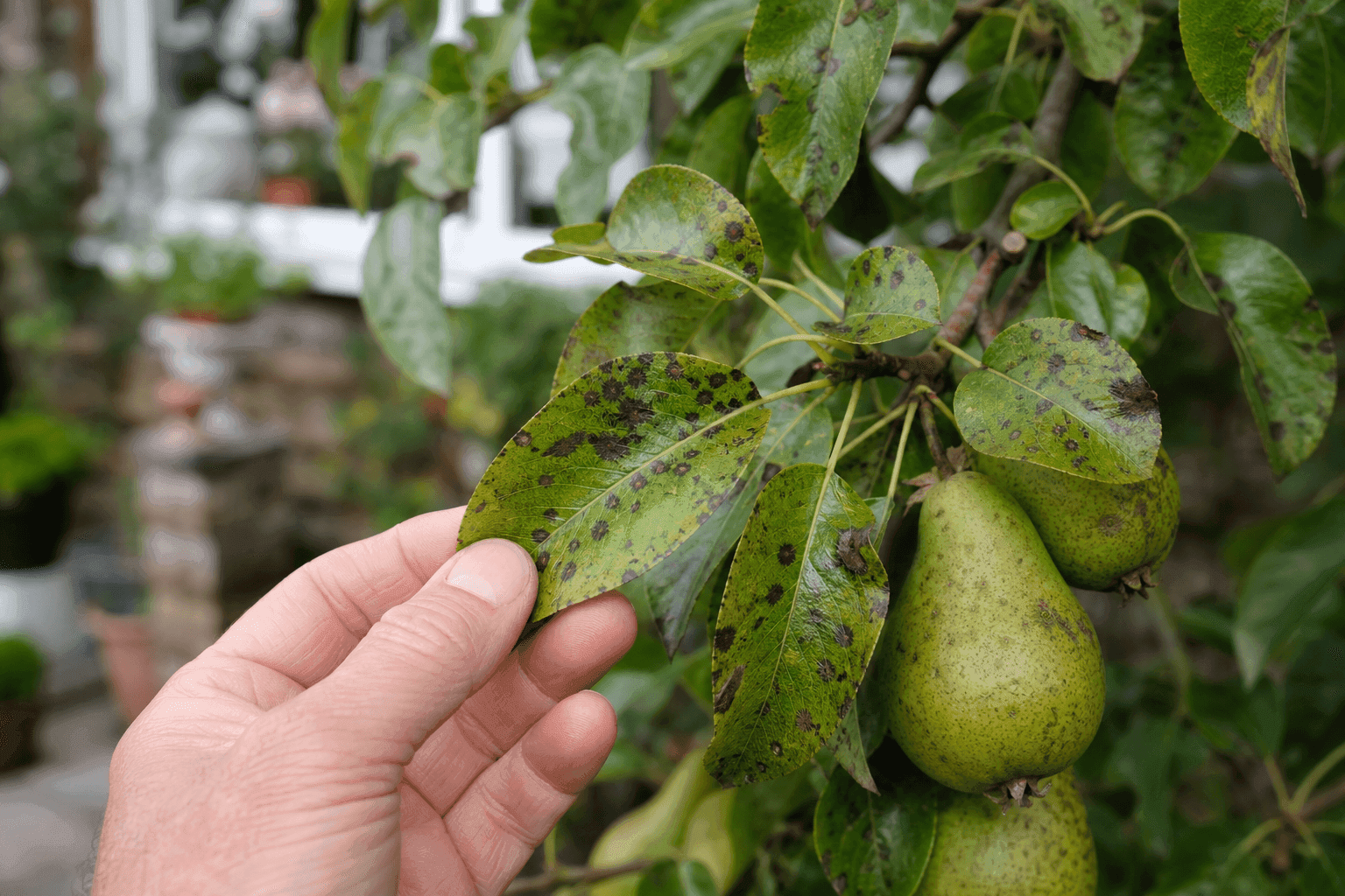 Black spots on pear tree leaves