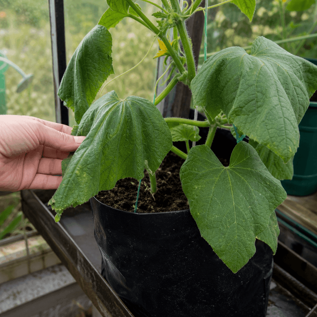 Cucumber wilting — UK timing notes