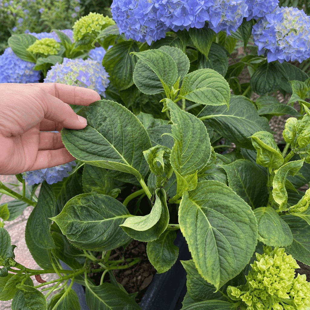 Hydrangea curling leaves — what to do now