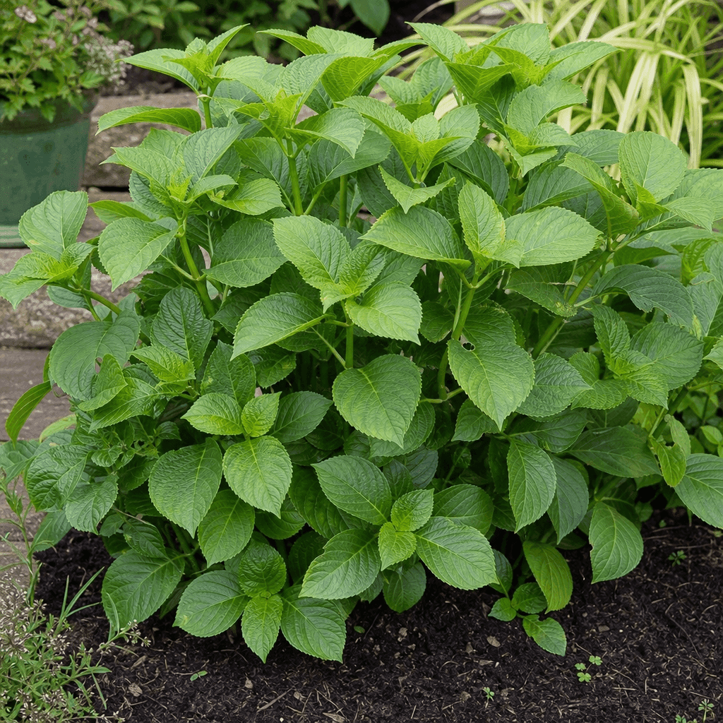 Hydrangea not flowering: Too much nitrogen or rich feeding