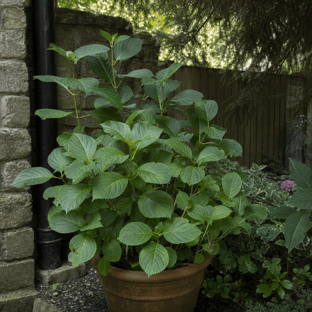 Hydrangea not flowering: Too much shade
