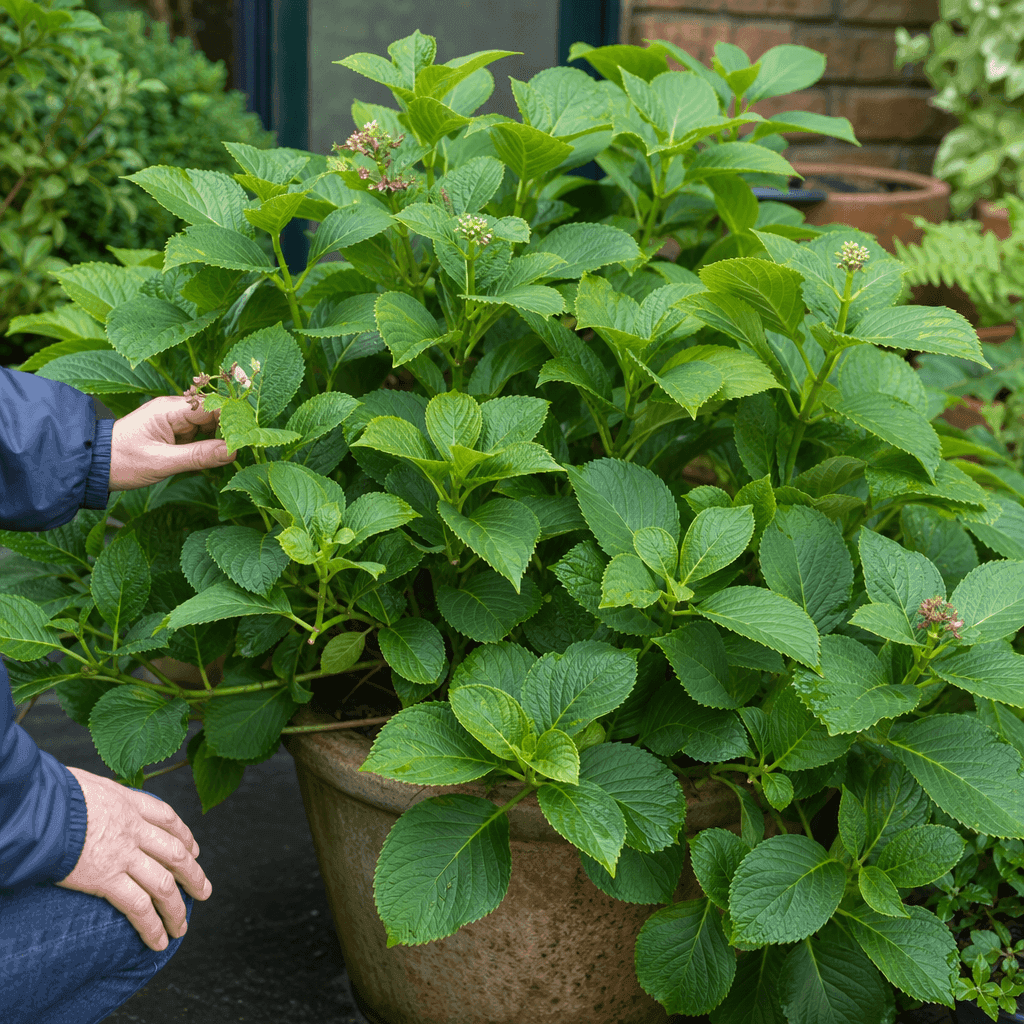 Hydrangea not flowering — quick diagnosis chart