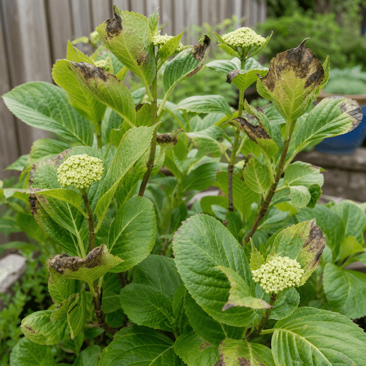 Hydrangea Insect Problems Hydrangea Problems: UK Diagnosis Guide for Common Issues · Leaf & Cause