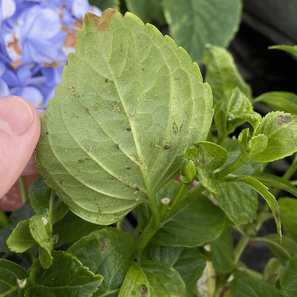 Hydrangea plant wilting: Pests and diseases that cause persistent wilting