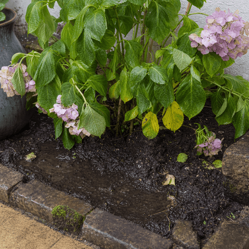 Hydrangea plant wilting: Overwatering and root rot