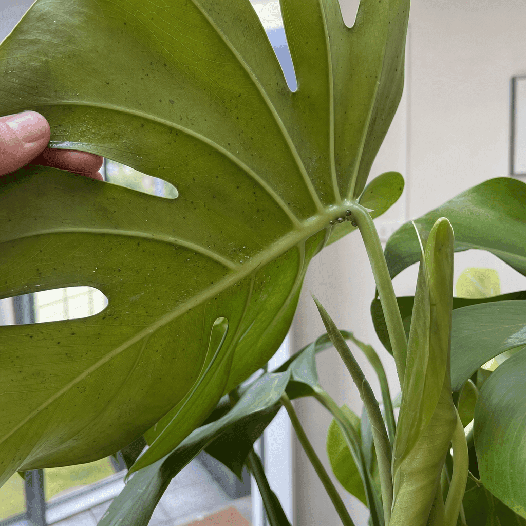 Monstera yellow leaves: Pests