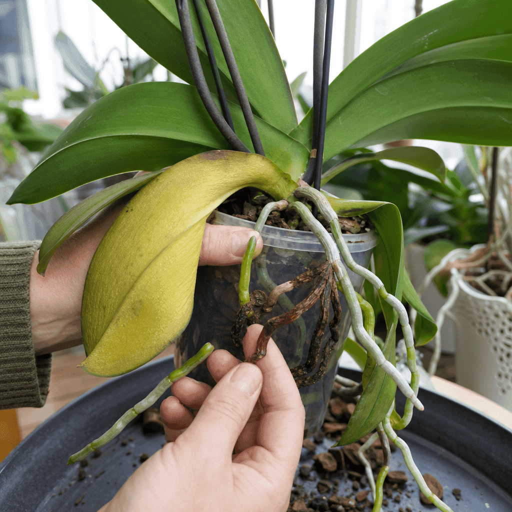 Orchid root rot — quick diagnosis chart