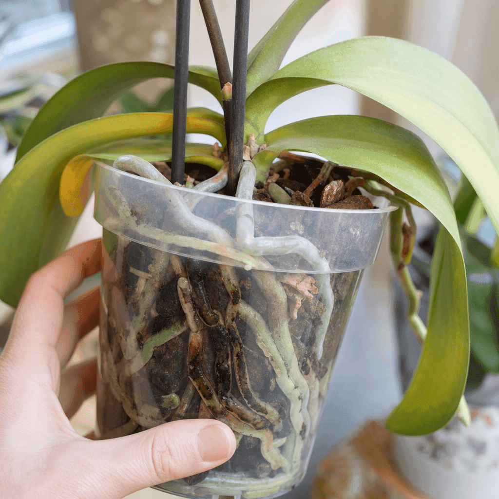 Orchid root rot — UK timing notes