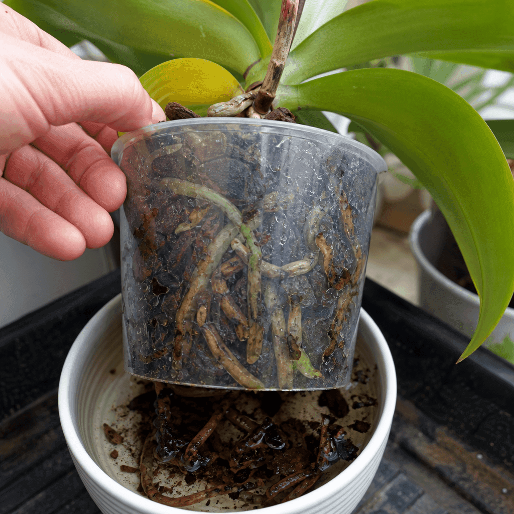 Orchid root rot — what not to do