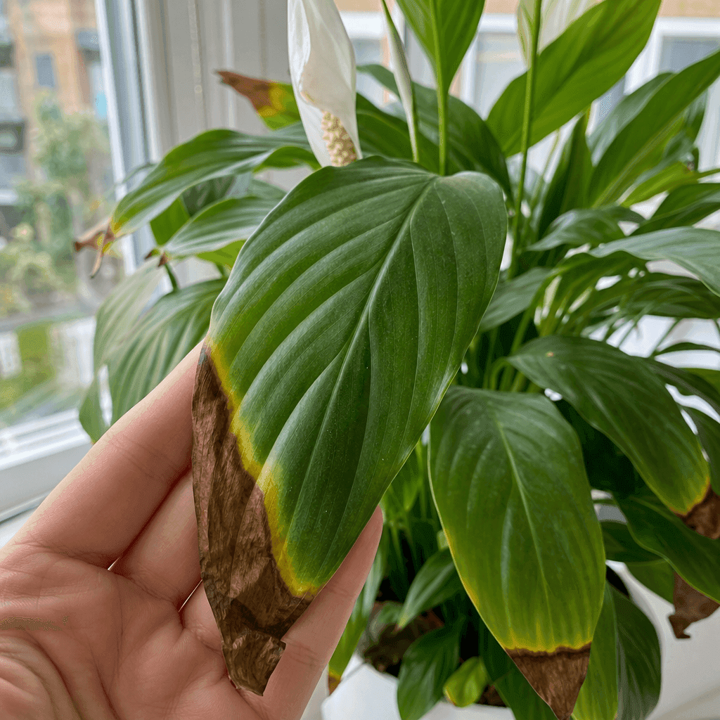 Peace lily brown leaves — what not to do