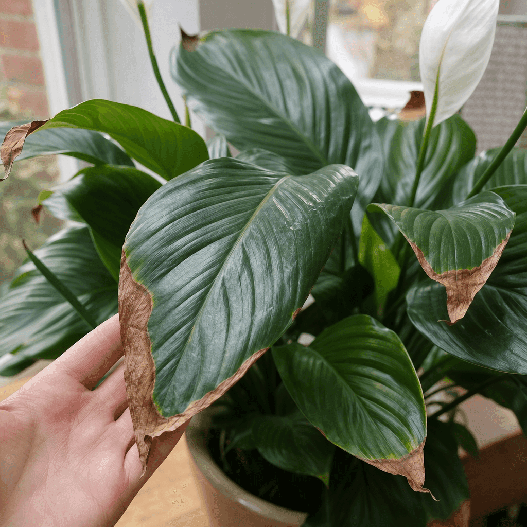 Peace lily brown tips — UK timing notes
