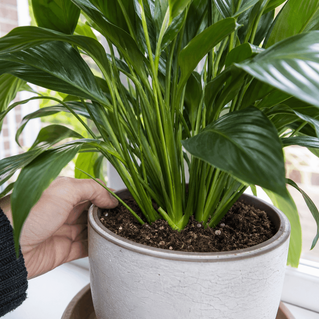 Peace lily not flowering — most likely causes
