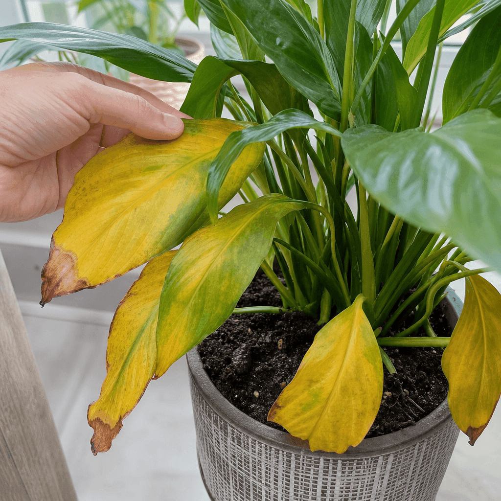 Peace lily yellow leaves — what to do now